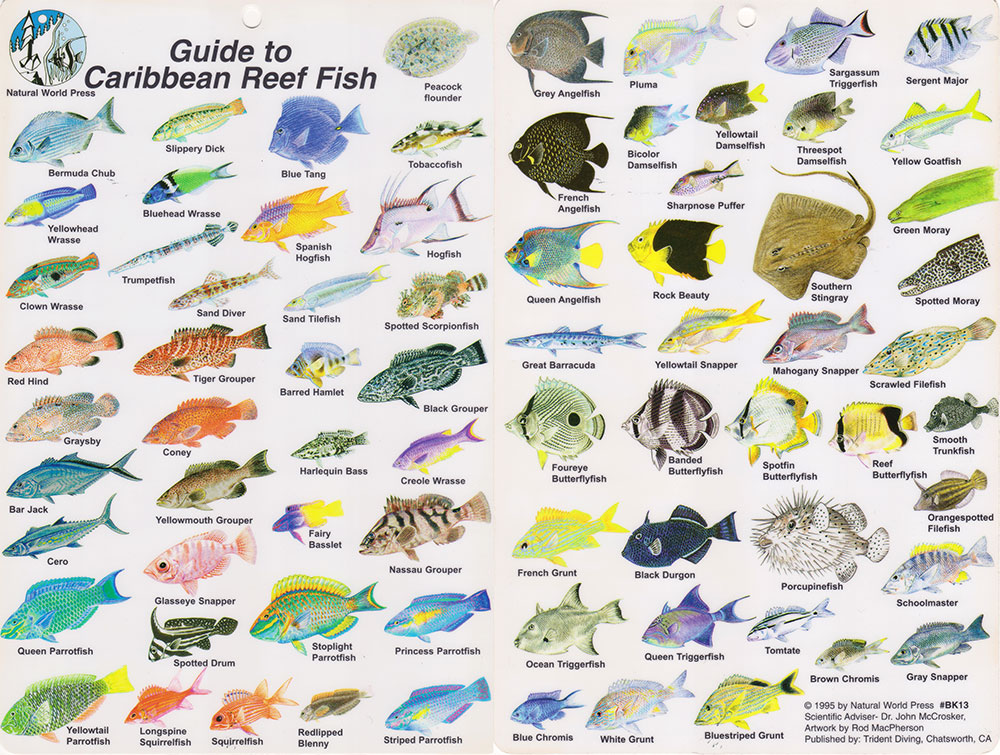 Caribbean Fish Identification Chart
